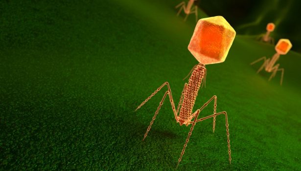 opm-dlaszpitali-bakteriofagi